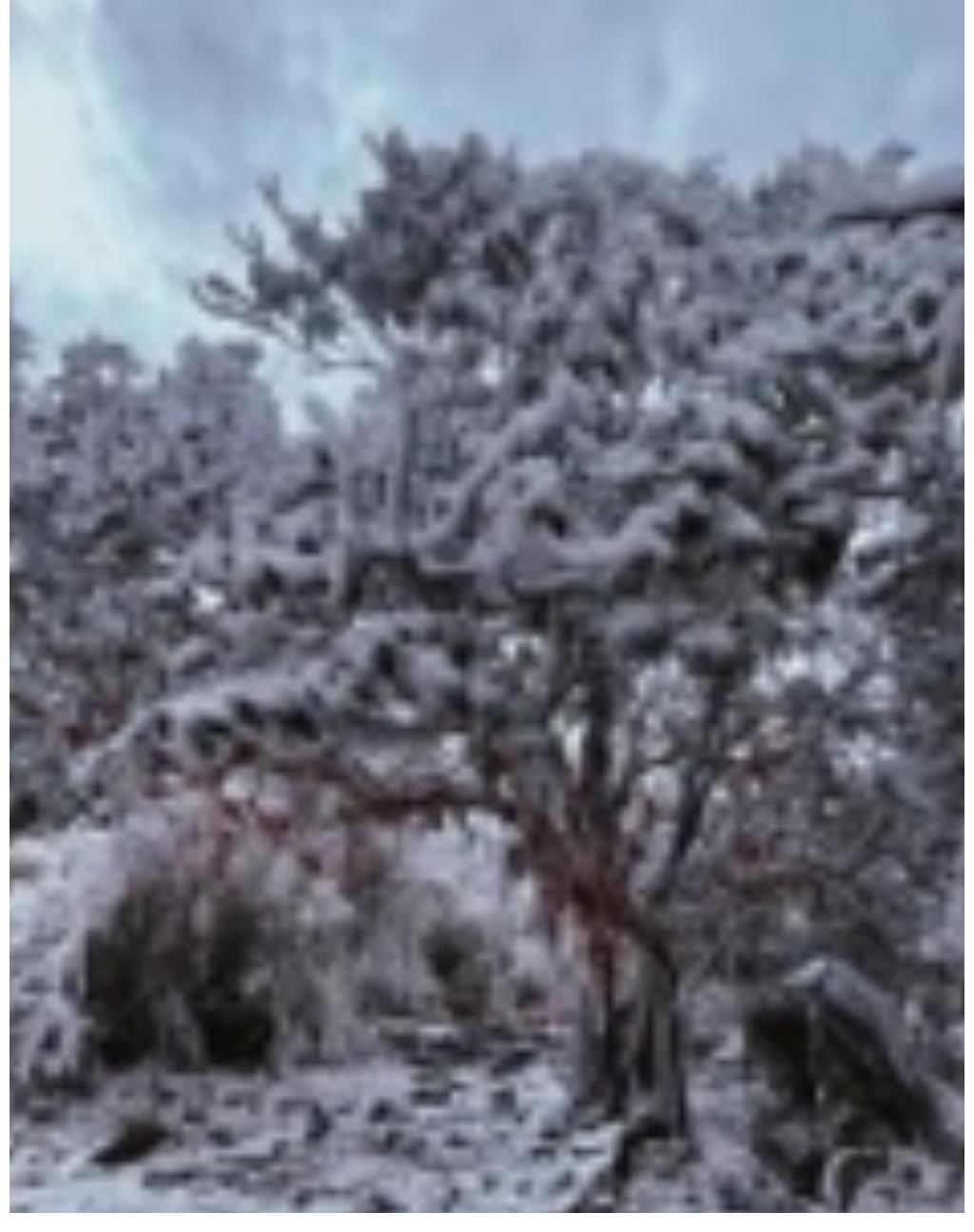 阿夏|【单本强推】冷静睿智，杀伐果断的高质量权谋文