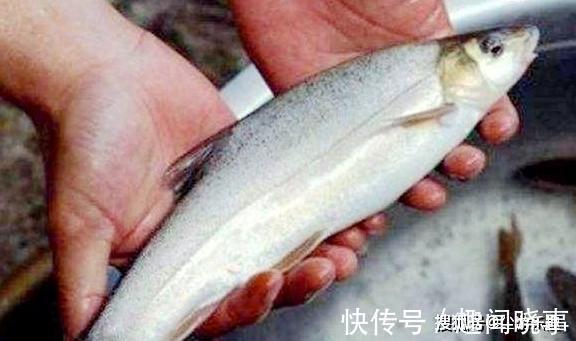 这种鱼横行了6千万年,10年才长1斤肉,却逃不过“中国吃货”的嘴