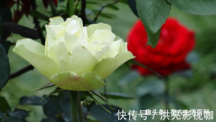 绿云玫瑰|喜欢菊花,不如养盆“精品玫瑰”绿云玫瑰,宛如碧玉,实属珍品!