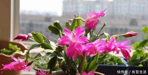 蟹爪兰|这3种花,水一多就不开花,搁盆里干一干,花开完一茬又一茬