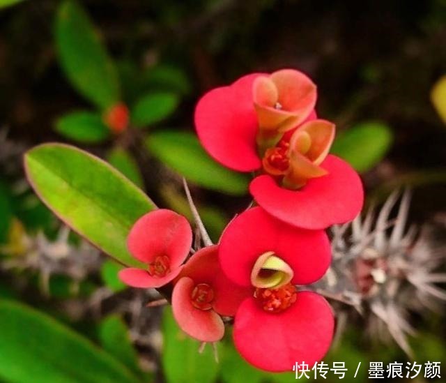 春天买花8种“疾病花”别买回家,客厅卧室“不能养”,别忽视!