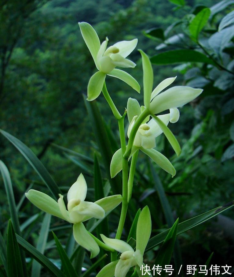 白嫩|入冬养兰有“三怕”，避开不落蕊，缀出白嫩萝卜根，绽放层叠群兰