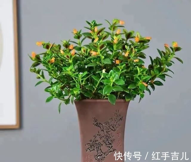 吊兰|早春养金鱼吊兰,做好这5件事,枝头开满“小金鱼”,好看又吉祥