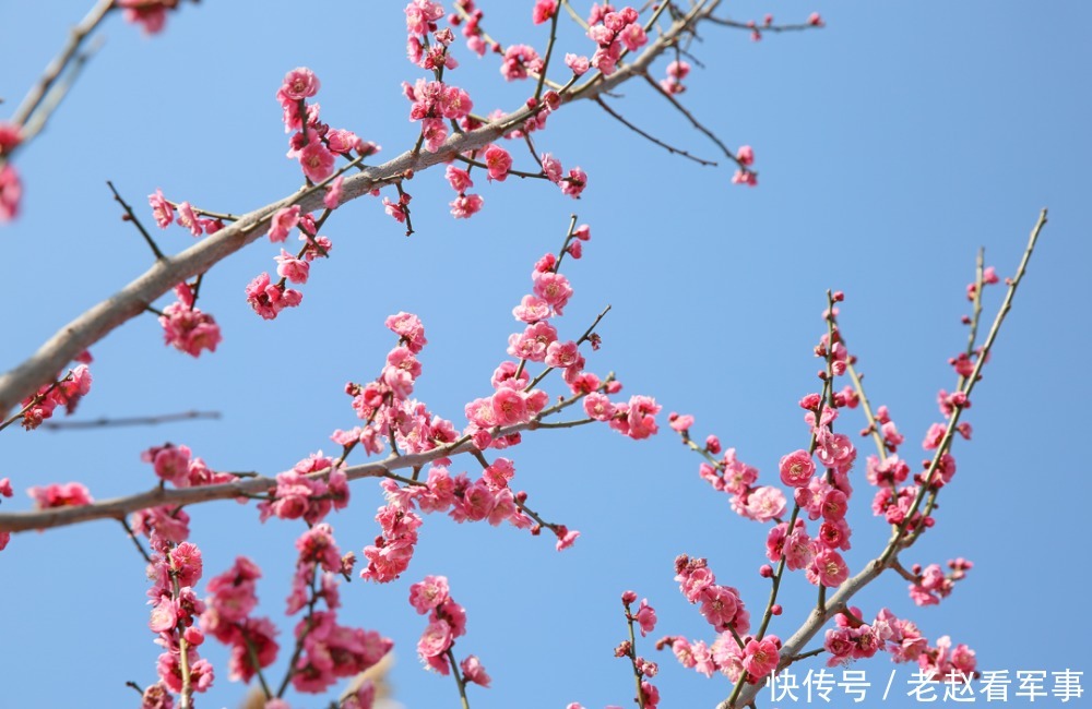 赏景啦！新年添喜色，西昌湿地公园梅花绽放