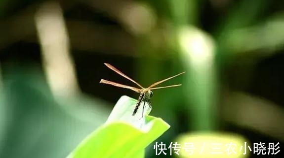 美好时光|初夏, 来微山湖远行