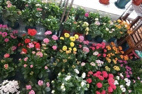 长寿花迟迟“不孕蕾”,打点催花剂,很管用,嗖嗖冒花苞