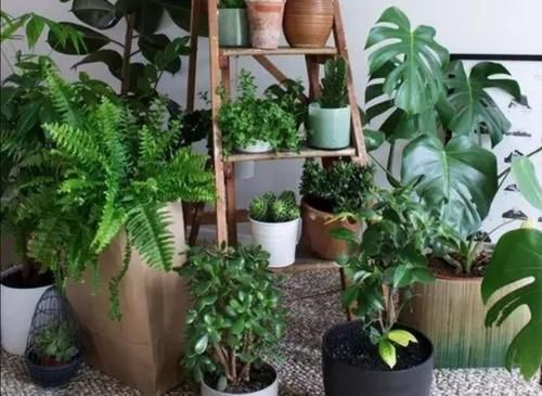 天气暖和了，6种植物别给它晒太阳，不然叶子枯黄