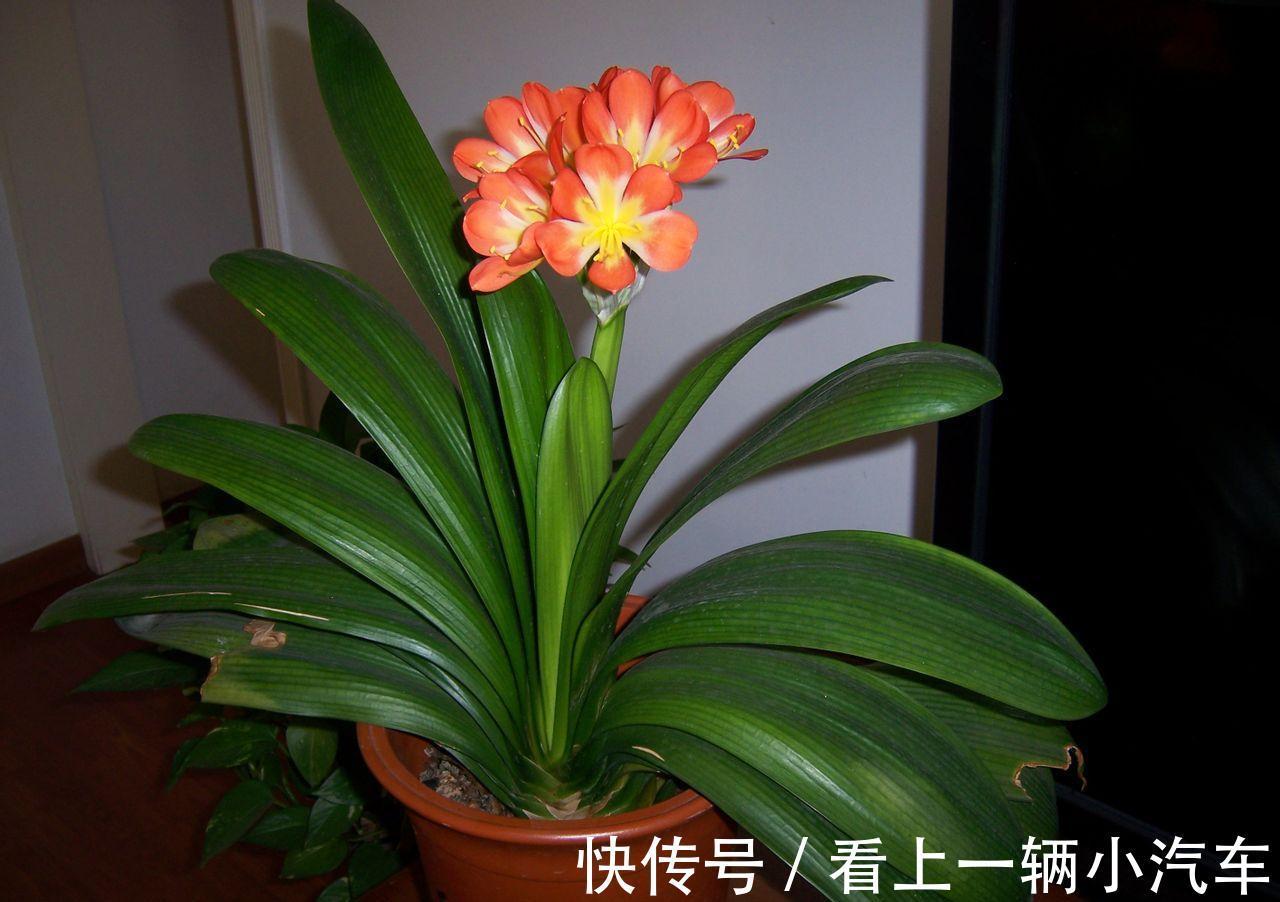 百花“珍品”君子兰,盆栽期间该注意什么?