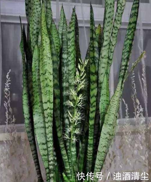 进入1月,给家里养“3种花”,寓意好、空气清新,越养越喜欢