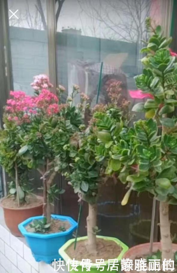 长寿花“嫁给”玉树不死鸟?注意3点,嫁的好,开花旺