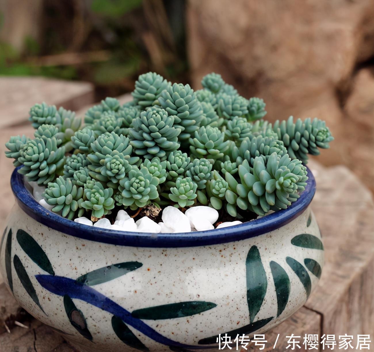 盘点4种名字带“星”的多肉，你养过吗？