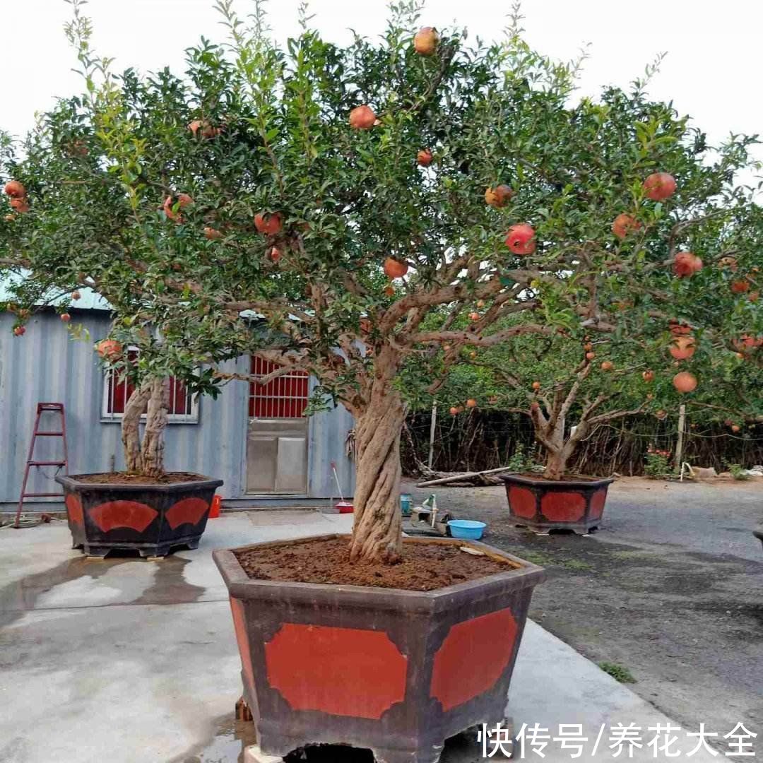 柚子树|4种果树，种在院子里特旺宅，还有时令水果免费吃