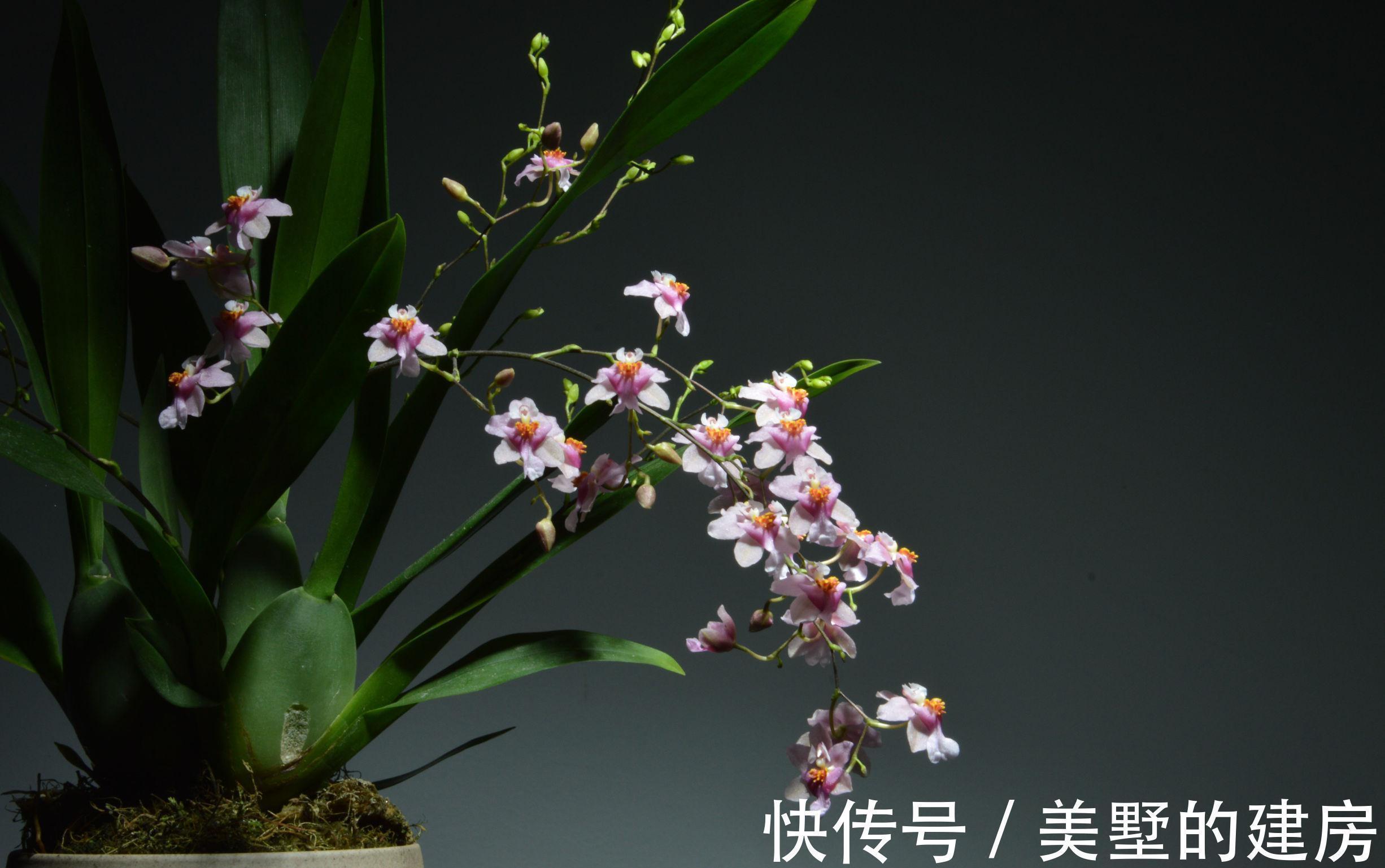 战斗鸡|兰花中的“战斗鸡”,同时开花几百朵,满屋子都是奶香气