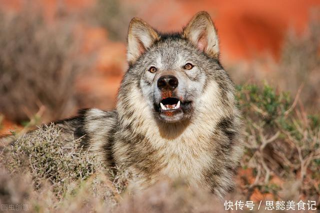 野狼|成年男性手持铁棒和野狼一对一的生死搏斗,人类可以打败野狼吗?