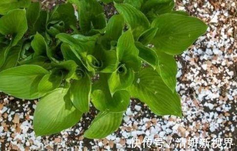 天冷后，吊兰、绿萝埋3种免费东西，再冷也能长成绿窗帘