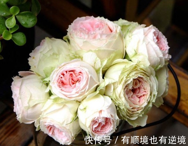 月季花杜鹃花栀子花总是养不活教你一招，连开3个月！