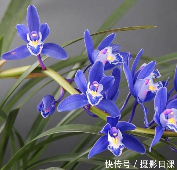 此兰只应“天上”有，人间哪得几回闻，花色罕见，让人百看不厌