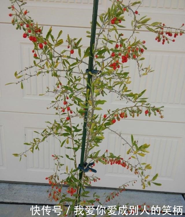 阳台养什么花好,2种植物,山上找一棵,种盆里,长成盆景老桩!