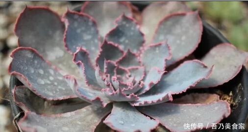 多肉植物度夏经验总结, 让家里的多肉平安过夏天！