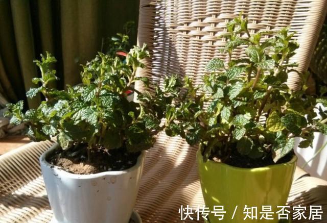 盆栽|养花小技巧:学会这5招,轻松解决盆栽虫害问题