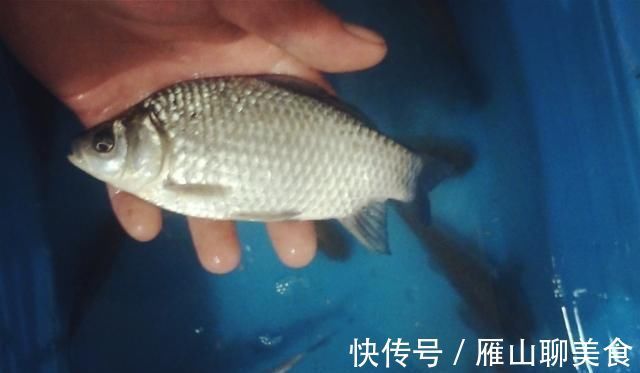 辈子|野钓大半辈子，竟然才知道诱鱼最管用的方法，你尝试过了吗