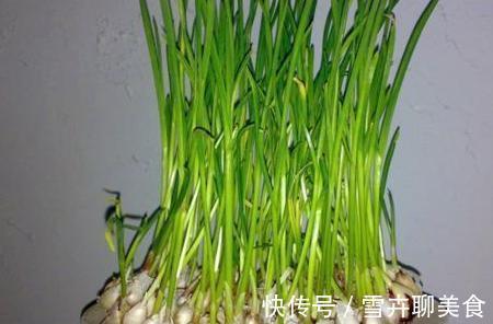 黄豆|发芽后的蔬菜必须要扔掉,唯有这两种一定不要扔,而且还要“多吃”