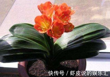 君子兰长歪了,学会3点小技巧,快速纠正变整齐了,见效快