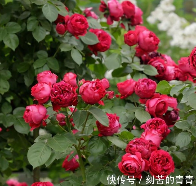 浓度|不要认为月季皮实,其实它有“四怕”,稍微不注意就会黄叶死掉