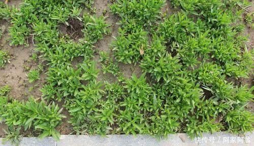 野菜|农村一种很“麻烦”的野菜,它才是真正的“金不换”,能防中风