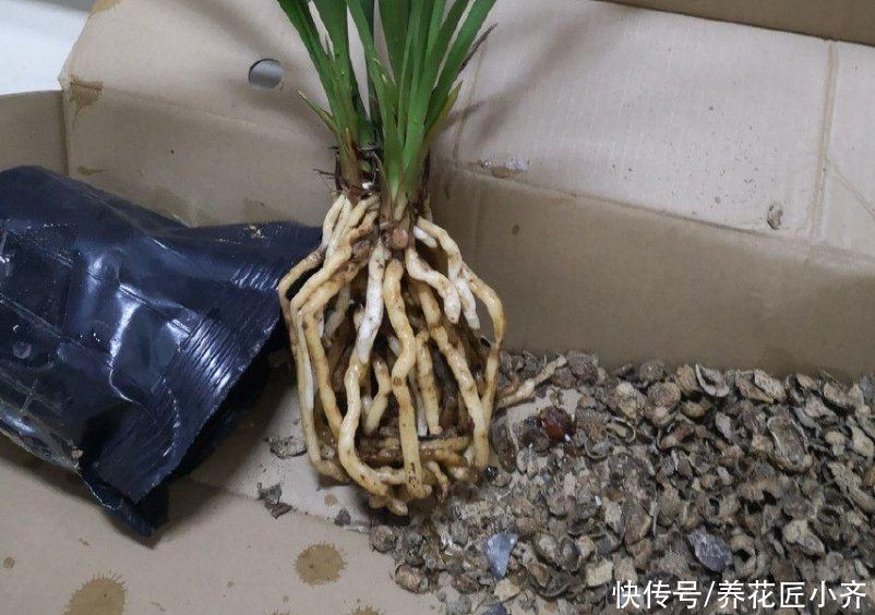 多菌灵|买到兰花上盆,“一剪一泡”不能少,栽上才能根系壮,不烂根