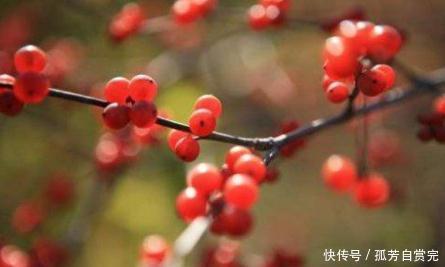 好处|坚持每日睡前来几粒它,3大好处不请自来,补血安神,气色佳