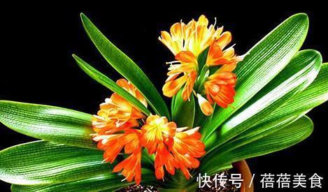 做好这几件事,新手也能养出株型端庄叶片苍翠挺拔的君子兰