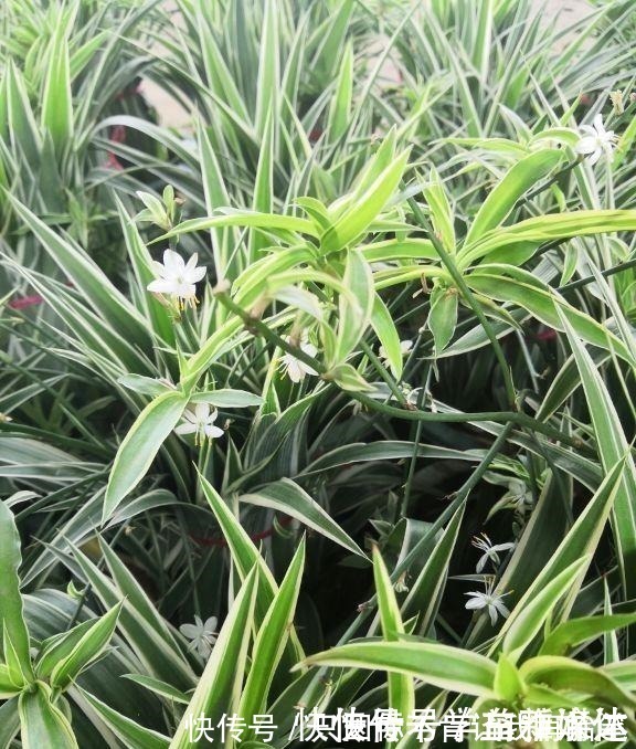 白掌|12种耐阴花,适合养在卫生间里,光不好也能呼呼长!