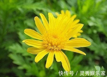 新手养花，不如养盆花中精品“情人菊”，似妩媚情人，芳香四溢