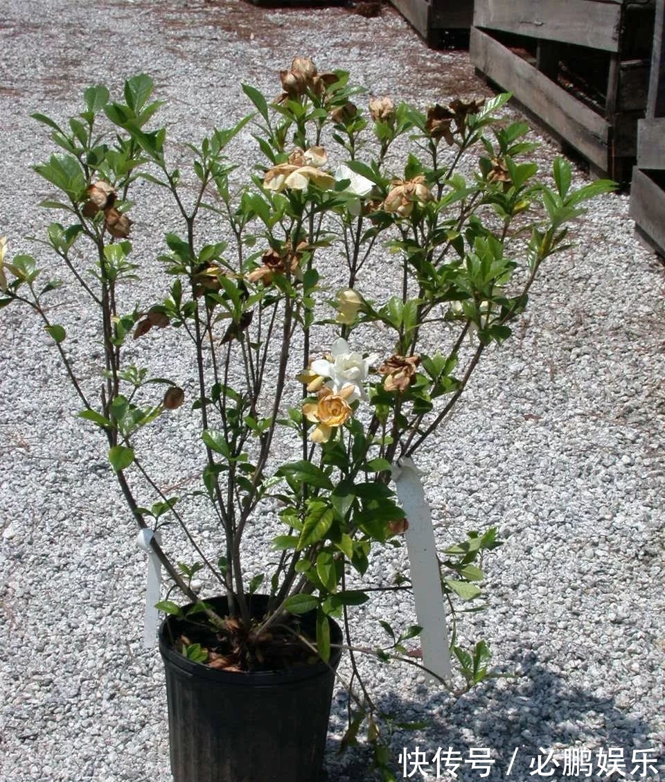 栀子花盆栽定期修剪,保证每年都开开出清香的花朵