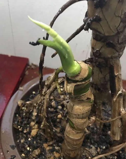 看看花友养了“10多年”的“龟背竹”,这是要上天?