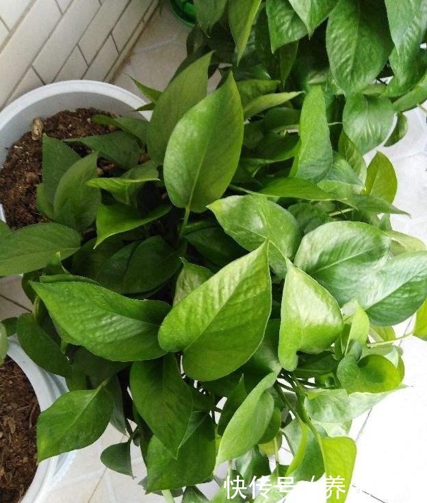 绿萝喂口它,像是吃了激素,蹭蹭长叶子,摁都摁不住!