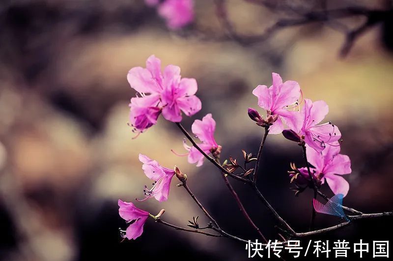 别再买了！你买的这种花，可能是国家二级保护植物！当心违法