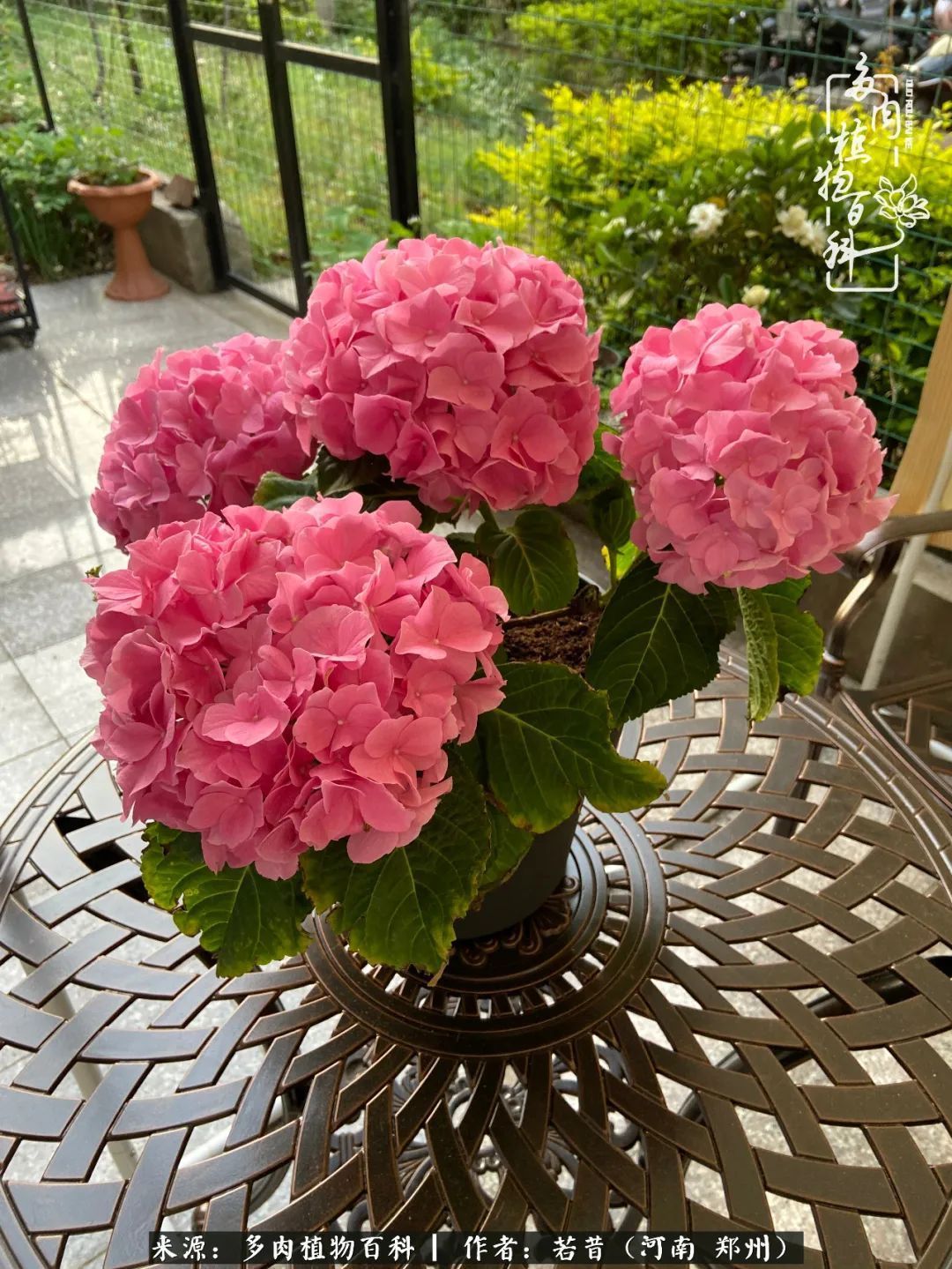 迷你小院儿,种满多肉、花草和蔬果,沉醉在自己的世外桃源!