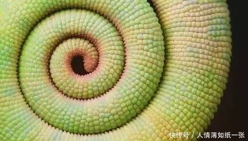 神“造”般的植物奇景,仿佛画作精品,小编已深深着迷!