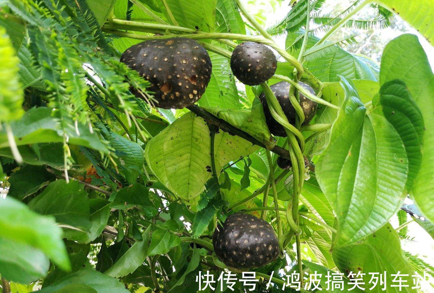 免疫力|补气是“提高免疫力”最快方法,一味中药补肺气、补脾气、补肾气