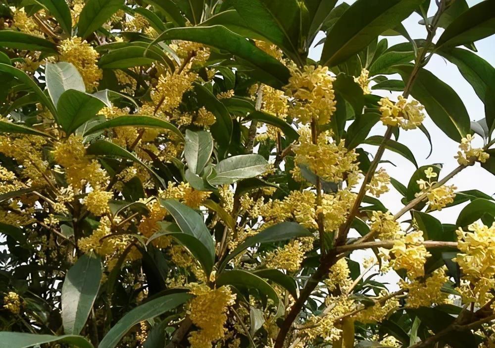 茶花|7月以后,3种花别再修剪了,不然延长开花时间亦或没花赏