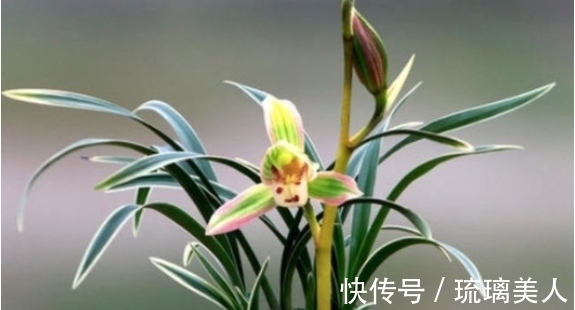 此兰很多人没见过,一花双色,兰香浓郁,叶带金边,是兰中铭品