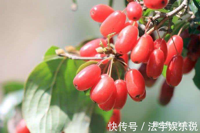 张锡纯|一个大补肝肾的方子,肝不好的看过来,肾不好的有福了!