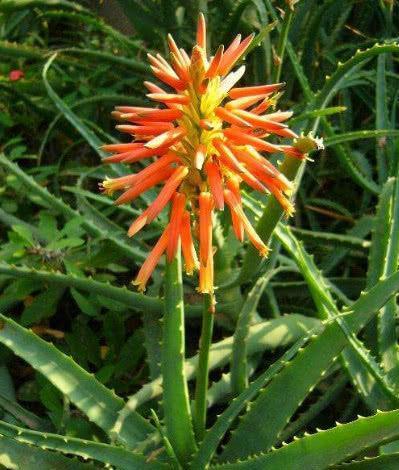 对待懒人超友好的花卉,冬天一样开花,既好养又漂亮,花朵艳丽