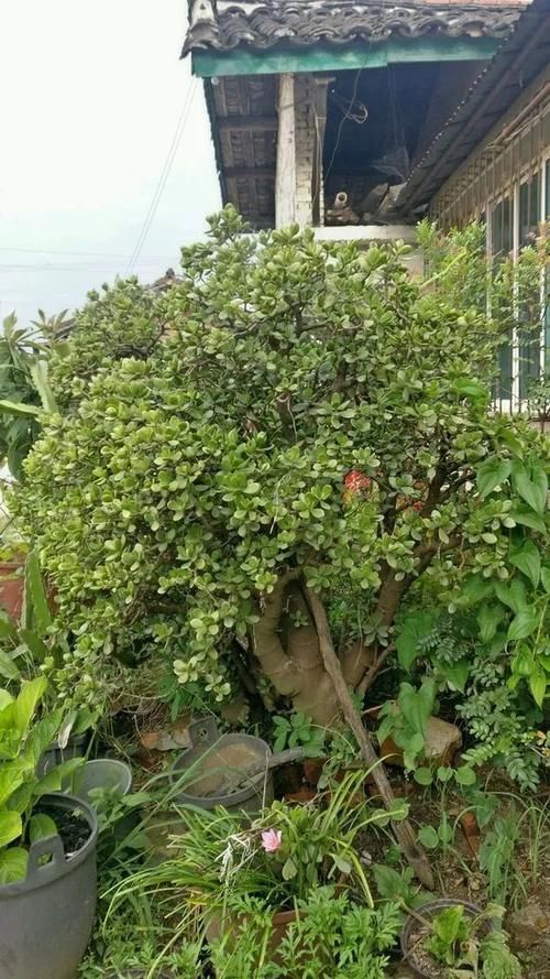 能养100年的花,养一盆成传家宝,越老越值钱!