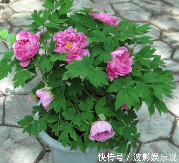 3种“富贵花”,开花吉祥富贵,旺运招财,新的一年好兆头!