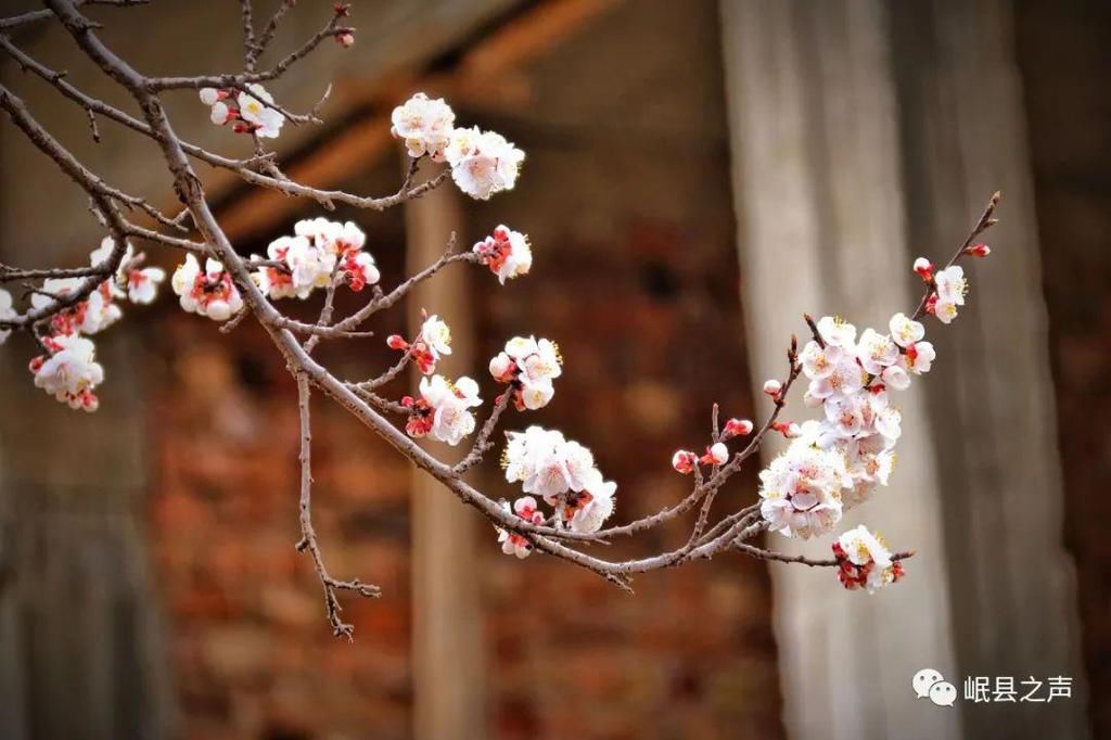 岷县的春夏秋冬，看不够！