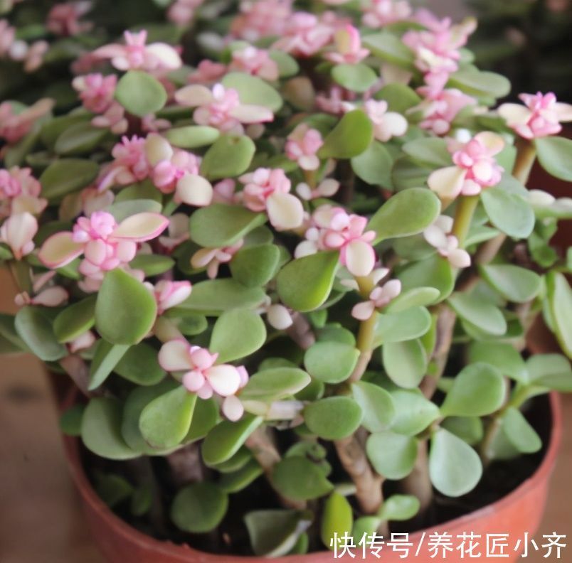 金枝玉叶夏季有“四怕”,养好了枝繁叶茂,养不好哗哗掉叶子