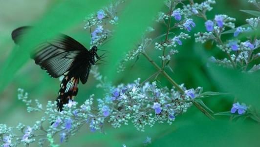 宋词之前最美的一首《蝶恋花》,意境美,韵味足,是词坛千古名篇